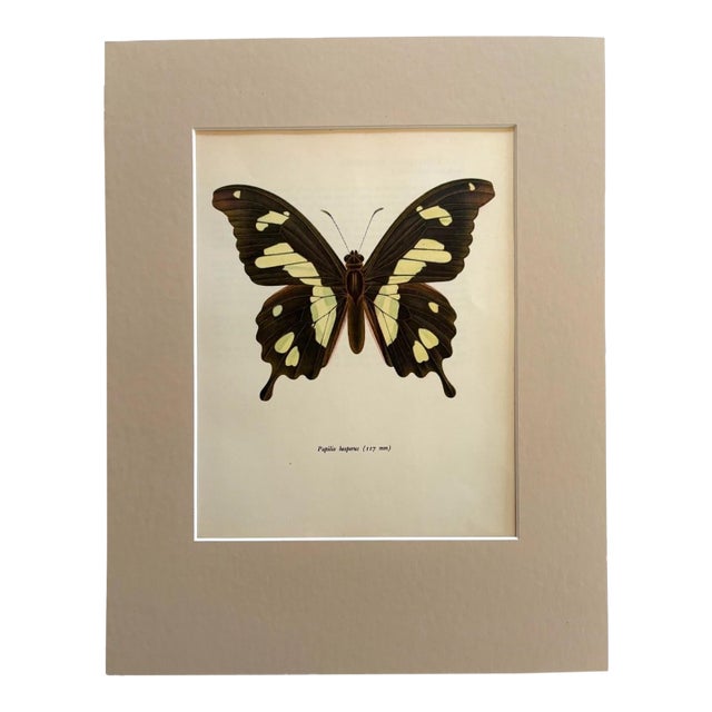 Vintage 1965 Butterfly Print in 11x14 Mat: Papilio Hesperus (Westwood), EUC For Sale