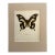 Vintage 1965 Butterfly Print in 11x14 Mat: Papilio Hesperus (Westwood), EUC For Sale