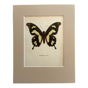 Vintage 1965 Butterfly Print in 11x14 Mat: Papilio Hesperus (Westwood), EUC
