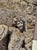 19th Century Stone Bas-Relief Depicting Bacchus, Vicenza For Sale - Image 4 of 11