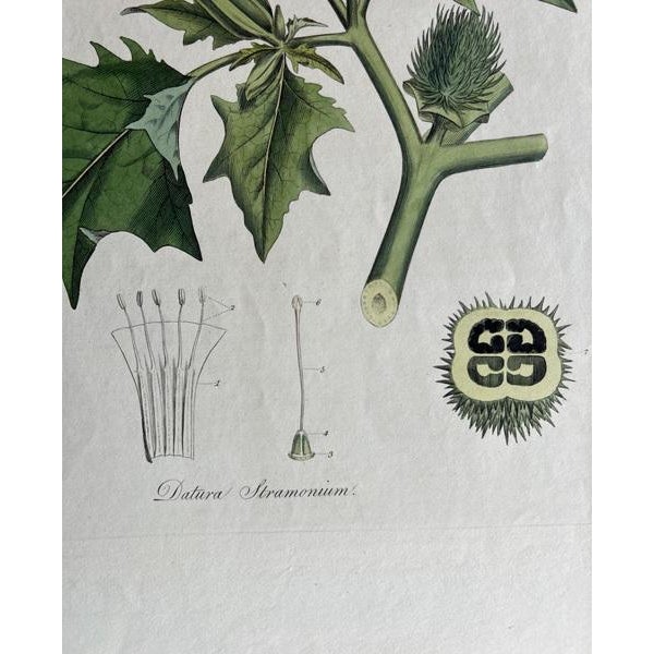 Curtis, Datura Stramonium Thorn Apple, 1817, Engraving For Sale - Image 5 of 9