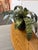 Artificial Vriesea Hieroglyphica Plant + Vase For Sale - Image 10 of 12
