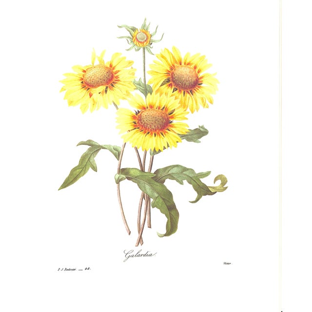"Pierre Joseph Redoute the Most Beautiful Flowers" 1991 Redoute, Pierre Joseph For Sale - Image 12 of 12