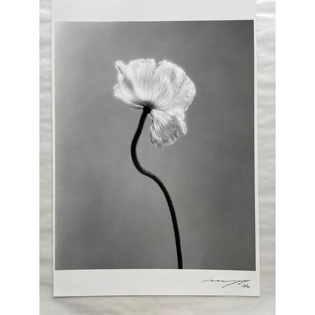 Black Ugne Pouwell, Poppy No.3, 2023, Photography For Sale - Image 8 of 10