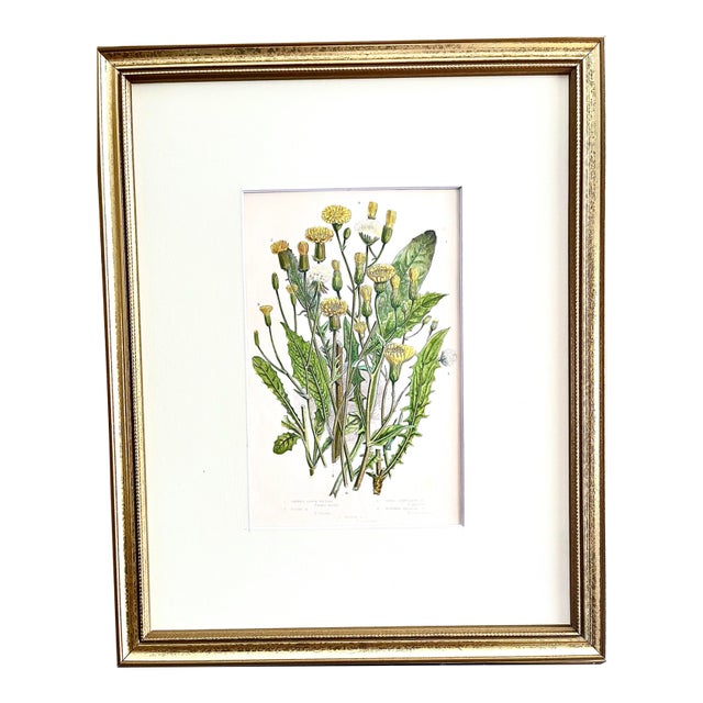 Antique Floral Botanical Hand Colored Lithograph Print 1860 For Sale