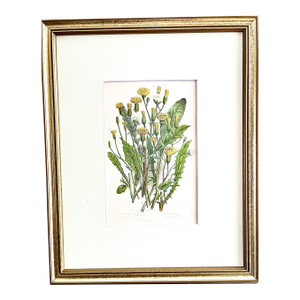 Antique Floral Botanical Hand Colored Lithograph Print 1860
