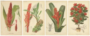 Pitcairnia and Neumannia and Echnea and Burchellia, 1880, Paper, Set of 4