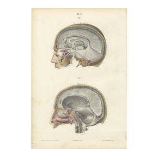 Hirschfeld and Leveille, Median Sagittal Sections of the Head, 1866, Paper For Sale
