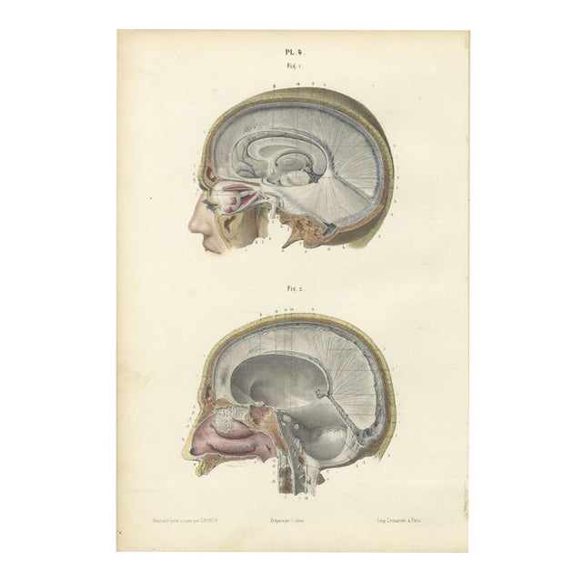 Hirschfeld and Leveille, Median Sagittal Sections of the Head, 1866, Paper For Sale