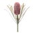Rustic Protea Floral Stem (Set of 2) For Sale - Image 3 of 3