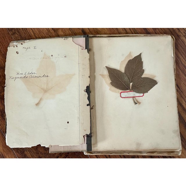 American Antique Botany Herbarium: 1900s Lab Notes & Drawings - Columbia City High School For Sale - Image 3 of 10