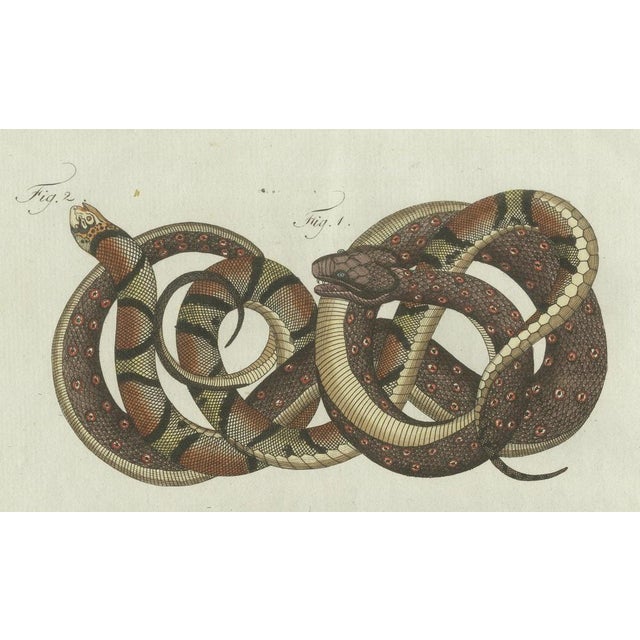 Bertuch, Four Exotic Snakes, 1802, Engraving For Sale - Image 4 of 10