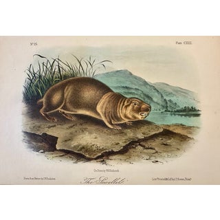 Mountain Beaver (Sewellel) by John James Audubon, 1st Edition Octavo Print, 1842 For Sale
