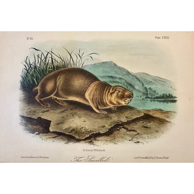 Mountain Beaver (Sewellel) by John James Audubon, 1st Edition Octavo Print, 1842 For Sale