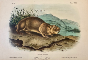 Mountain Beaver (Sewellel) by John James Audubon, 1st Edition Octavo Print, 1842