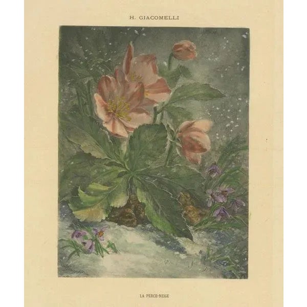 Hector Giacomelli, Snowdrops in Bloom, 1891, Paper For Sale - Image 6 of 9