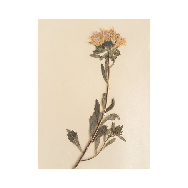 Vintage Swedish Herbarium - Aster circa, 1932