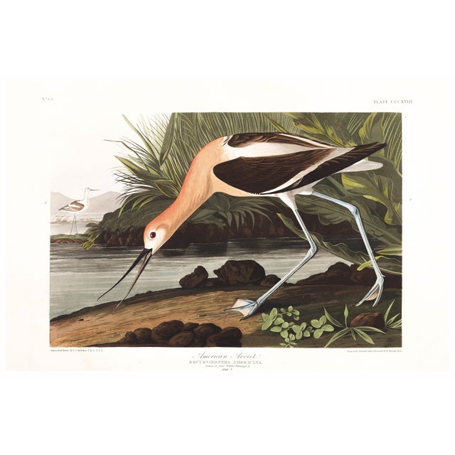 American Avocet, Museum Style Audubon Bird Print, 36" X 24" For Sale