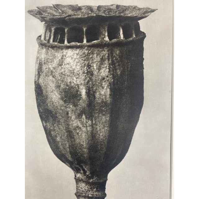 1940s Framed Botanical Blossfeldt Print - No. 48 For Sale - Image 4 of 5