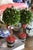 MacKenzie-Childs Courtly Check Holiday Boxwood Topiary Trees With Gold Accents — A Pair For Sale - Image 17 of 18