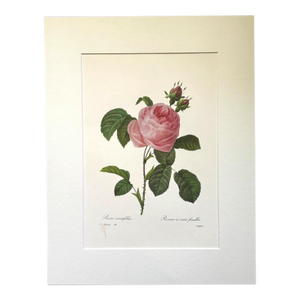 Vintage Pierre-Josephe Redouté Print in 14x18 Mat - Cabbage Rose