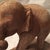 Brown Antique Elephant Statue For Sale - Image 8 of 11