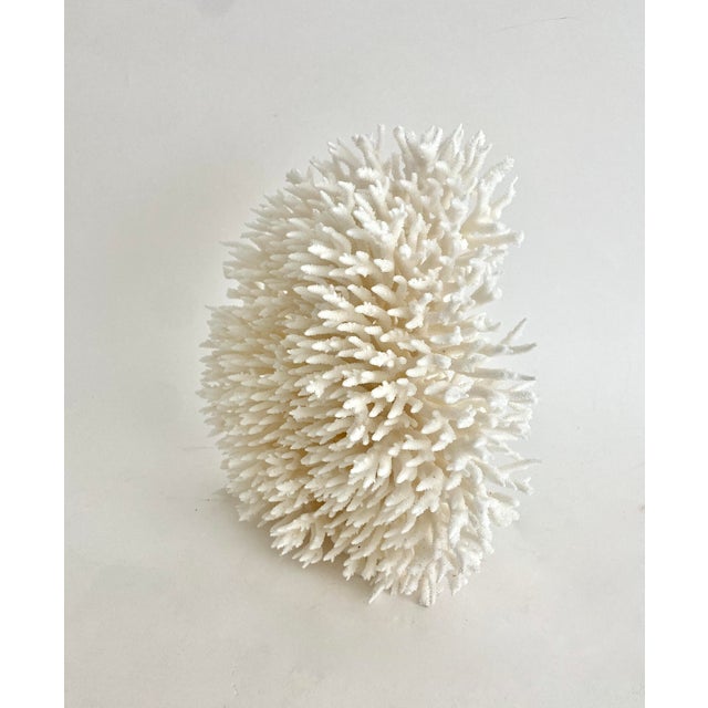 Late 20th Century Natural Special Table Coral Specimen Vertical Display For Sale - Image 5 of 8