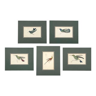 Antique Hummingbird Print Gallery, Set of 5 | 1833 Hand-Colored Jardine Engravings, Matted For Sale