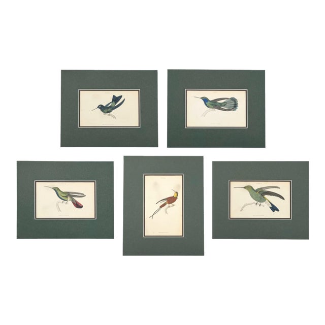 Antique Hummingbird Print Gallery, Set of 5 | 1833 Hand-Colored Jardine Engravings, Matted For Sale
