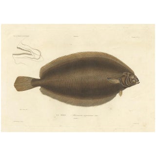 Blanchard, Icelandic Flounder, Hand-Colored Lithograph, 1845 For Sale