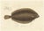 Blanchard, Icelandic Flounder, Hand-Colored Lithograph, 1845 For Sale