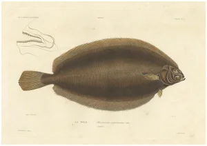 Blanchard, Icelandic Flounder, Hand-Colored Lithograph, 1845