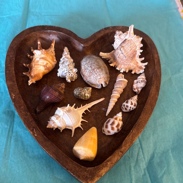 Brown Mid-Century Modern Hand-Carved Heart Wooden Catchall Bowl With Curated Seashell Specimen Collection For Sale - Image 8 of 9