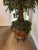 Custom Made Artificial Ficus Benjamin Tree For Sale - Image 9 of 12