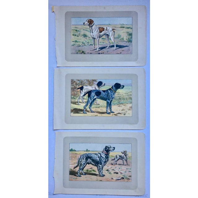 Paper 1907 French Photogravure Print of Brant Geese - For Sale - Image 7 of 10