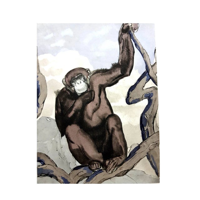 Paul Jouve - Chimpanzee - Original Engraving 1950 For Sale