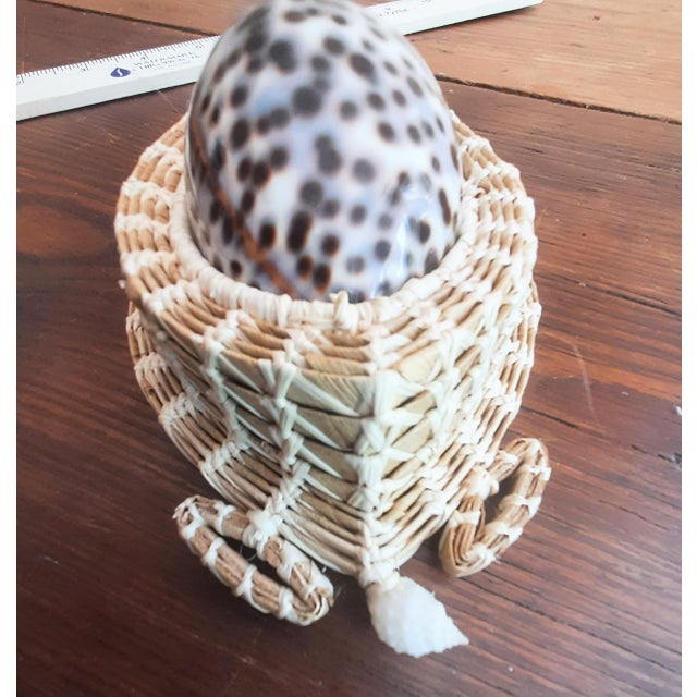 Cream Turtle Cowrie Seashell Figurine Wall Art For Sale - Image 8 of 8