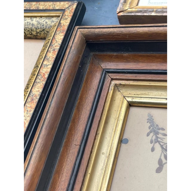 Shabby Chic Antique Pressed Wildflowers Botanical Herbarium Specimen 1936 Beautifully Displayed in 19th Century Gilt Walnut Frame For Sale - Image 3 of 5
