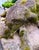 A wonderfully weathered recumbent garden hound figure with richly developed moss, soft sculptural lines, and the romantic...