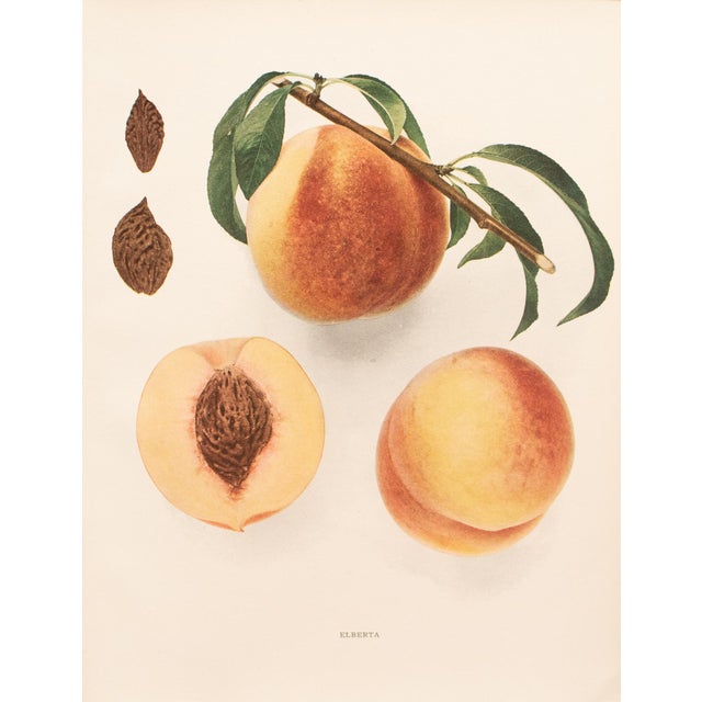 Paper 1900s U. P. Hedrick, Original Antique Photogravure of Elberta Peaches For Sale - Image 7 of 7