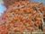 Orange Vintage Orange Glass Beaded Large Round Orb Globe Chandelier Pendent Light Fixtures- A Pair For Sale - Image 8 of 13