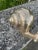 Vintage Mid-Century Modern Silver Brass Snail Figurine – Large Heavy Metal Snail Paperweight Sculpture, Hollywood Regency Table Decor For Sale - Image 9 of 12