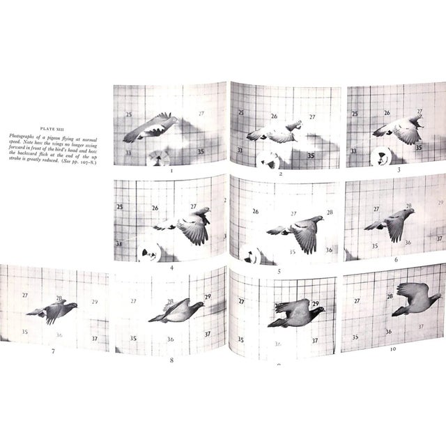 Paper "How Animals Move: The Royal Institution Christmas Lectures 1951" 1953 Gray, James For Sale - Image 7 of 11