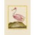 Rose Colored Spoonbill by Martinet Blue and Pink Giclee Reproductions For Sale