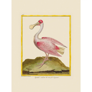 Rose Colored Spoonbill by Martinet Blue and Pink Giclee Reproductions