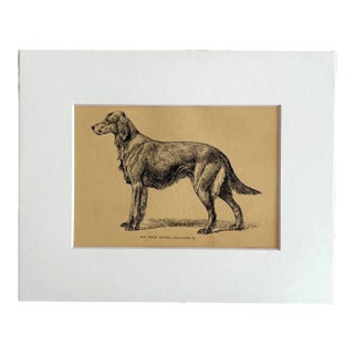 Antique 1890s Dog Print in 8 x 10 Mat: "The Irish Setter Geraldine II" For Sale
