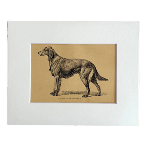 Antique 1890s Dog Print in 8 x 10 Mat: "The Irish Setter Geraldine II"