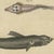 Bertuch, Hammerhead Shark with Pipefish and Sea Moths, 1820, Print For Sale - Image 4 of 12