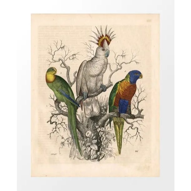 Vintage 3 Parrots Archival Print For Sale