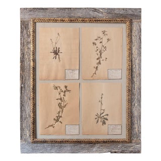 Herbarium, Paper, Framed For Sale
